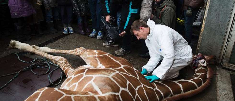 modne kvinder til sex zoo nykøbing f modne kvinder til sex zoo nykøbing f