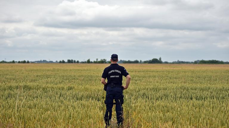 Serbian border police officer inspects a path trough a wheat field near the Hungarian border near the northern Serbian city of Subotica on June 16, 2015