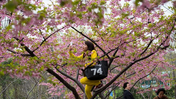 A woman takes a "selfie" in a tree during the first day of the Cherry Blossom Festival in Gucun Park in northern Shanghai on March 18, 2015
