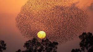 Swirling clouds of starlings flock to the Israeli desert for winter