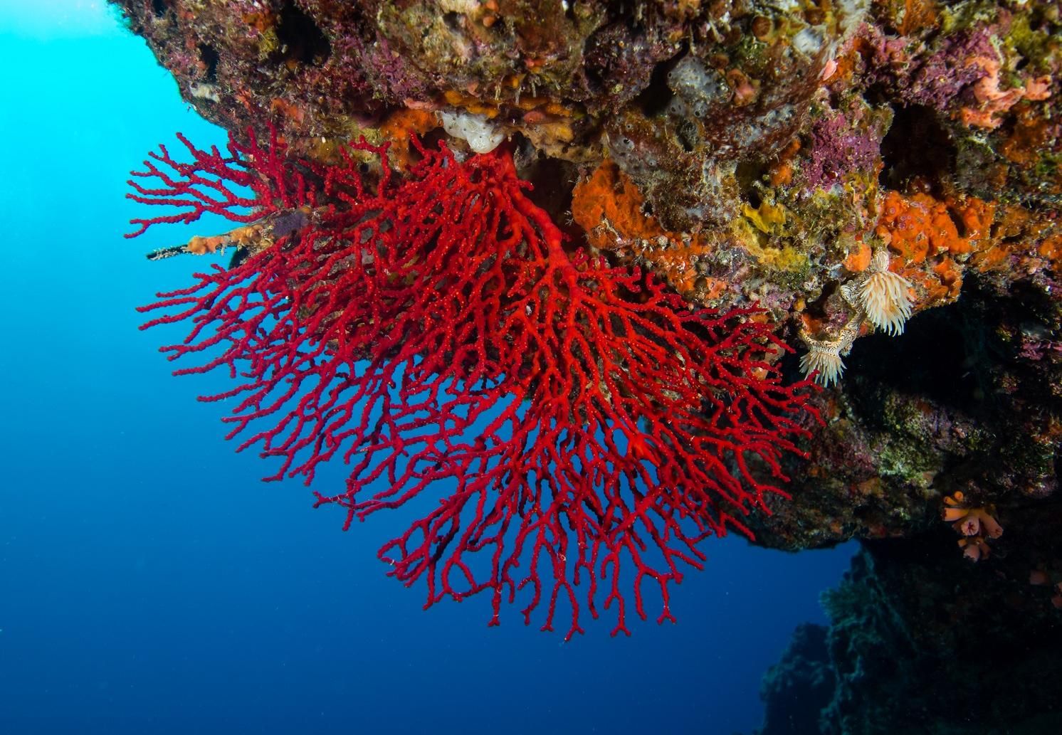 المرجان الاحمر Pin Auf Algerian Red Coral Jewel مجوهرات المرجان الأحمر Jun 08 2021