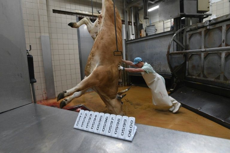 France Deux Abattoirs Suspendent Les Abattages Rituels Au Nom Du Bien