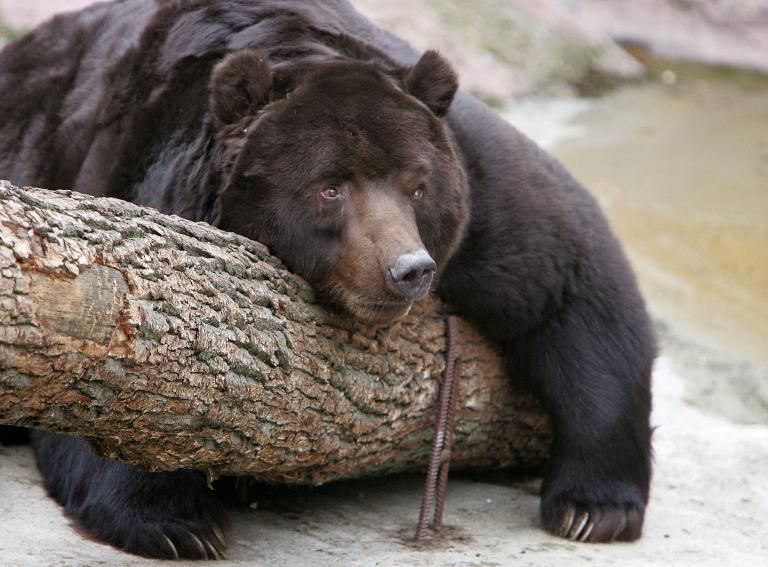 US Hiker Killed In Grizzly Bear Attack At Yellowstone | I24news - See ...