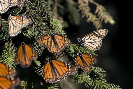 Butterflies are in decline — and that could have dire consequences for life  on Earth