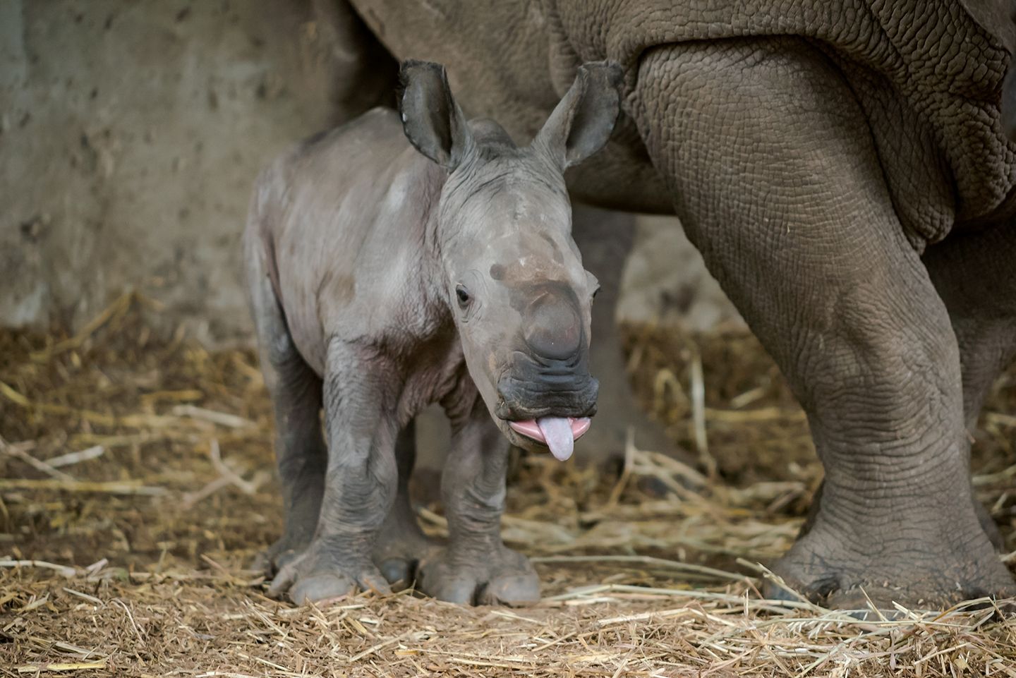 Israel Zoo Announces Rare White Rhino Birth - i24NEWS