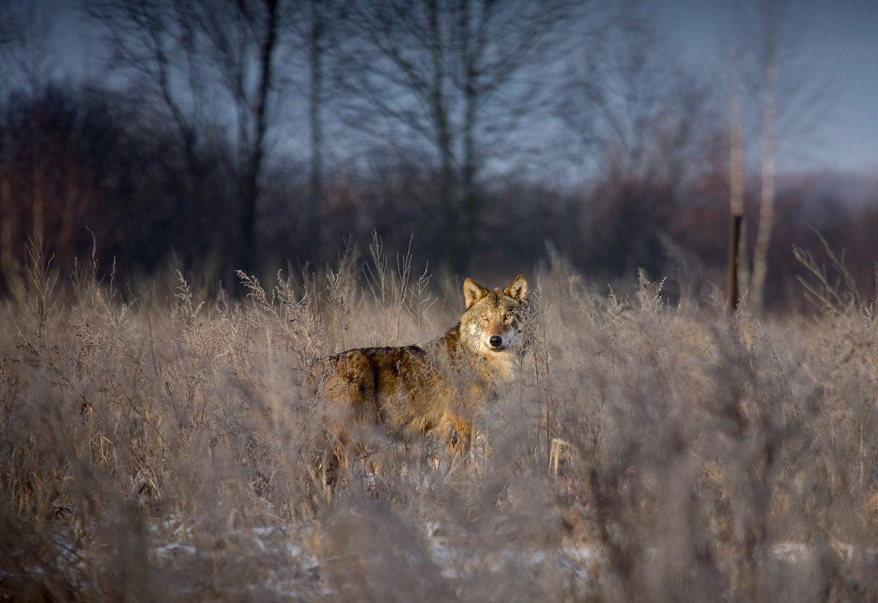 Животный мир зоны отчуждения Чернобыльской АЭС