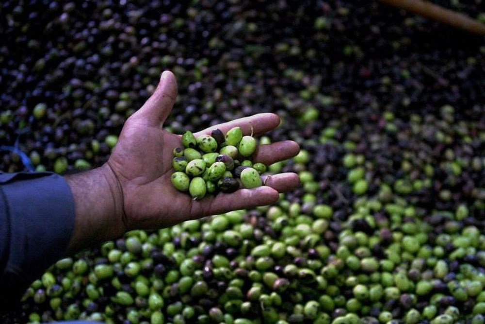 Italian Police Seize Nearly 94,000 Tons Of Olives Colored With Copper