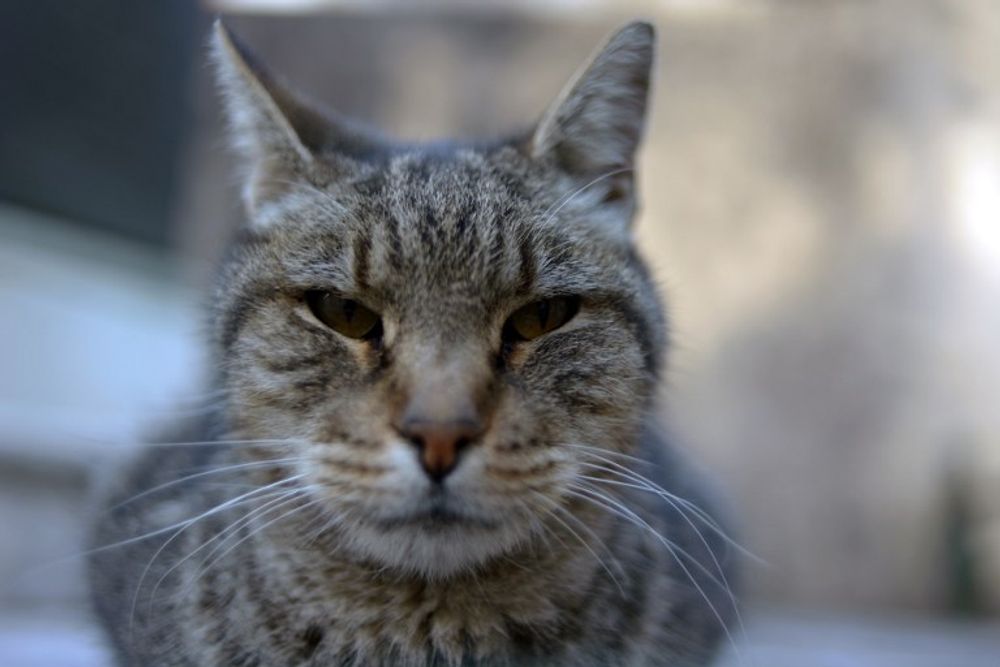 Un chat
