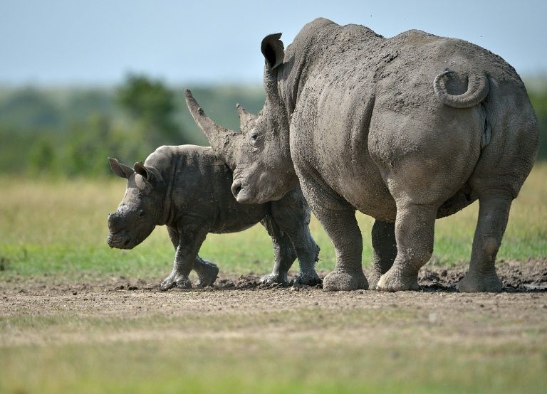 Israeli Zoo Creates DNA Bank To Secure Preservation Of Endangered ...