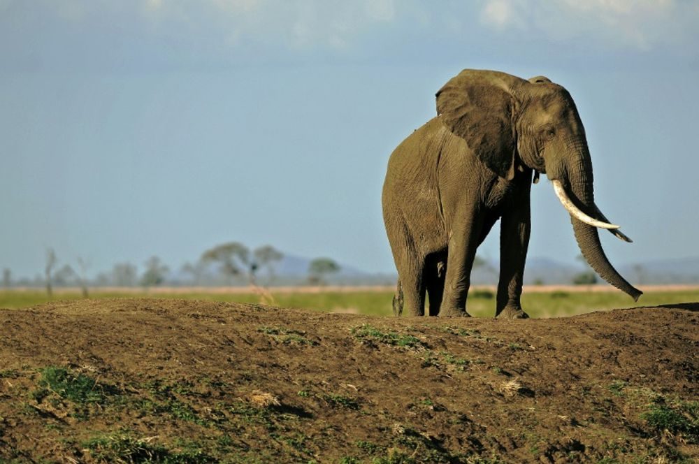 There are now an estimated 470,000 African elephants living in the wild, compared to 550,000 in 2006, said the NGO Elephants Without Borders