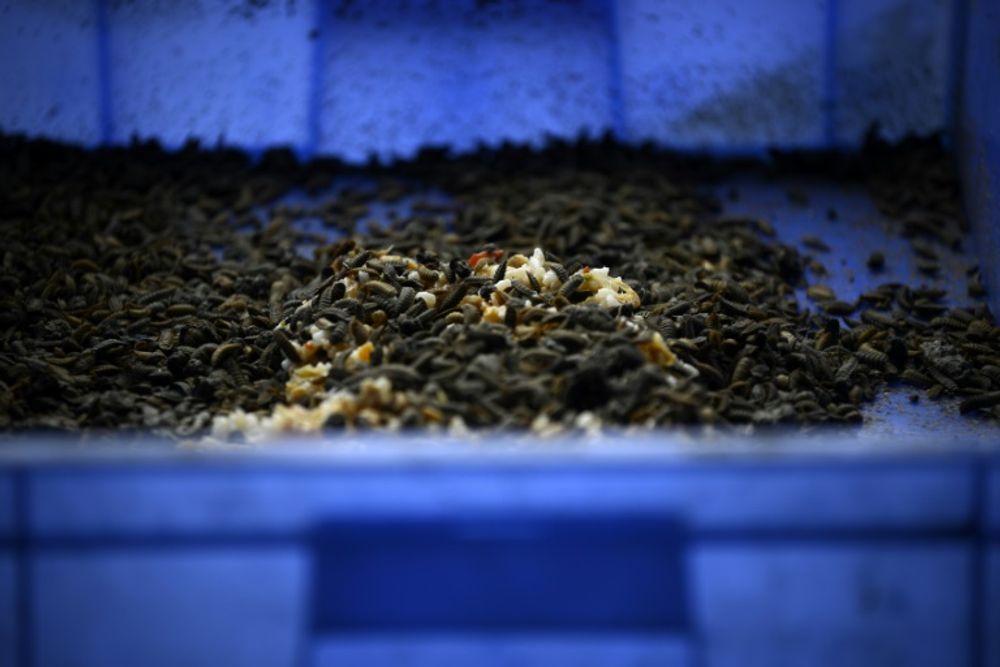 Black soldier flies