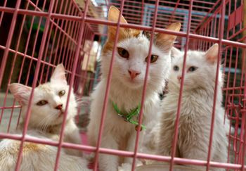 Des chats dans un refuge pour animaux à Bagdad, le 20 septembre 2017