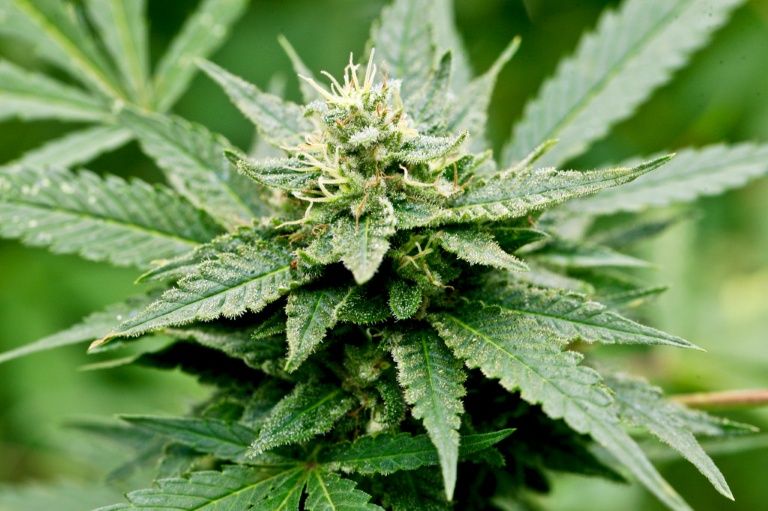 Israel Officially Decriminalizes Marijuana Use - I24NEWS