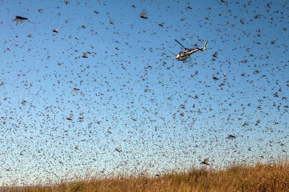 Locust Disaster Facing Yemen Could Result In Famine - i24NEWS