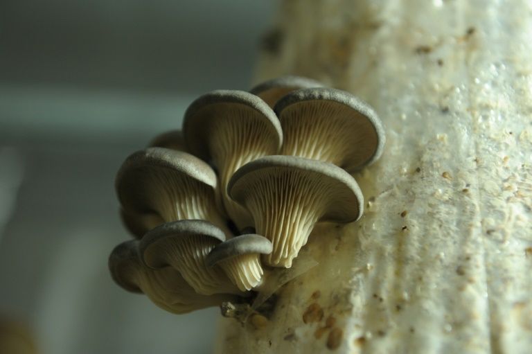 Israeli Startup Uses Nasal Spray With Psychedelics To Treat PTSD - Vimarsana News