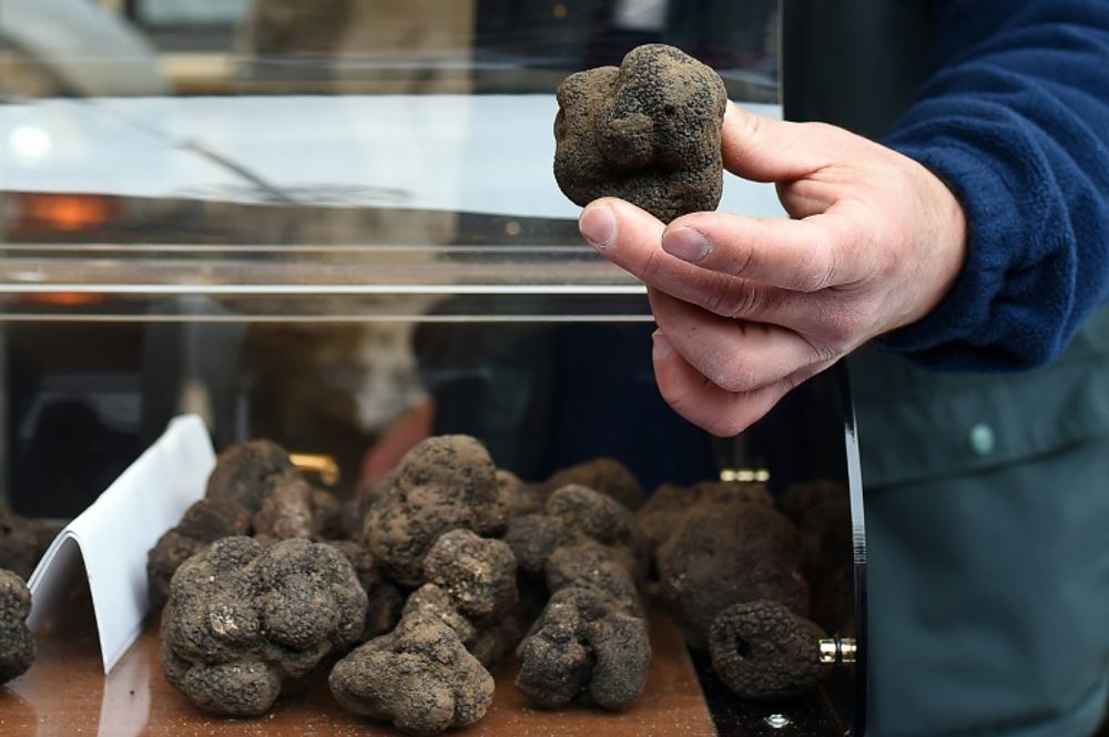 Israël: Des Chercheurs Cultivent Des Truffes Du Désert - I24NEWS