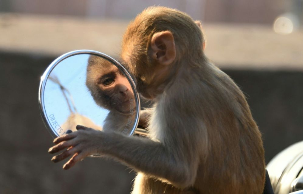 DOMINIQUE FAGET (AFP/File) Researchers looking for a non-surgical, long-term and reversible male contraceptive have had some success with a gel squirted into the sperm ducts of monkeys