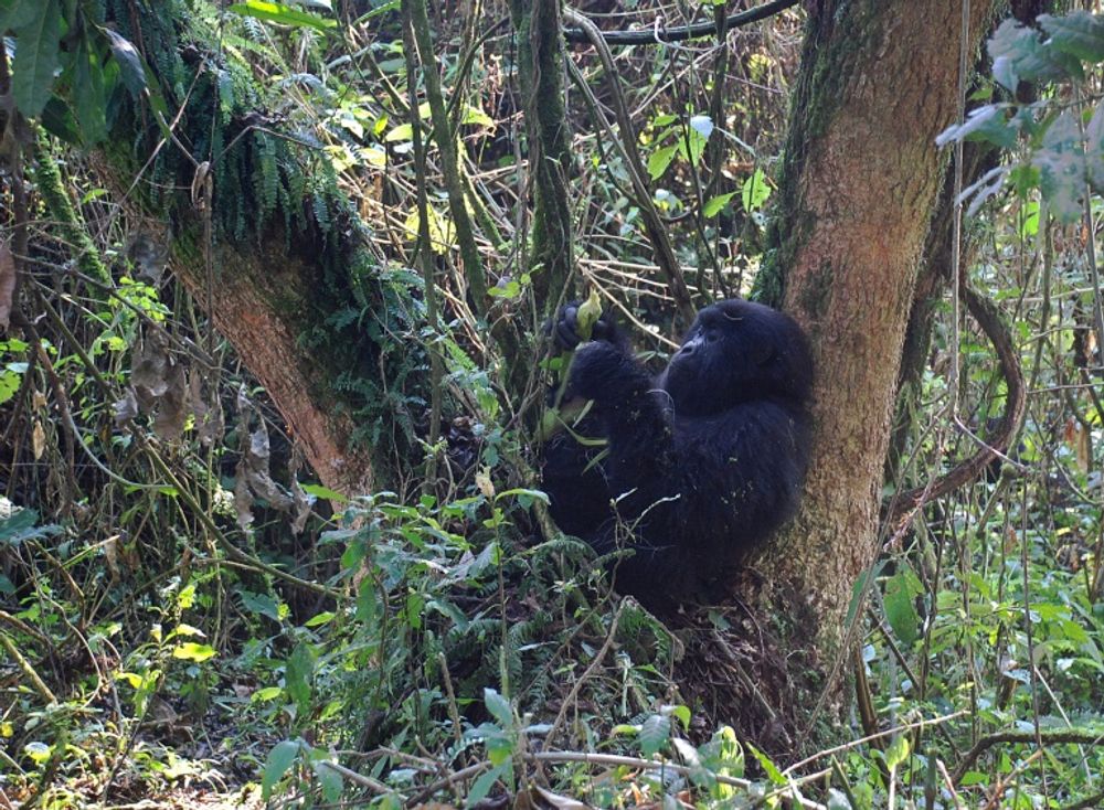 A young mountain gorilla in the jungle at Bukima in Virunga National Park