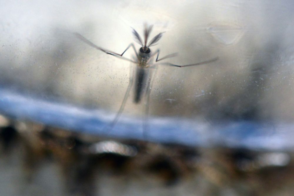 Espagne Premier Cas Detecte De Microcephalie Associee Au Virus Zika I24news