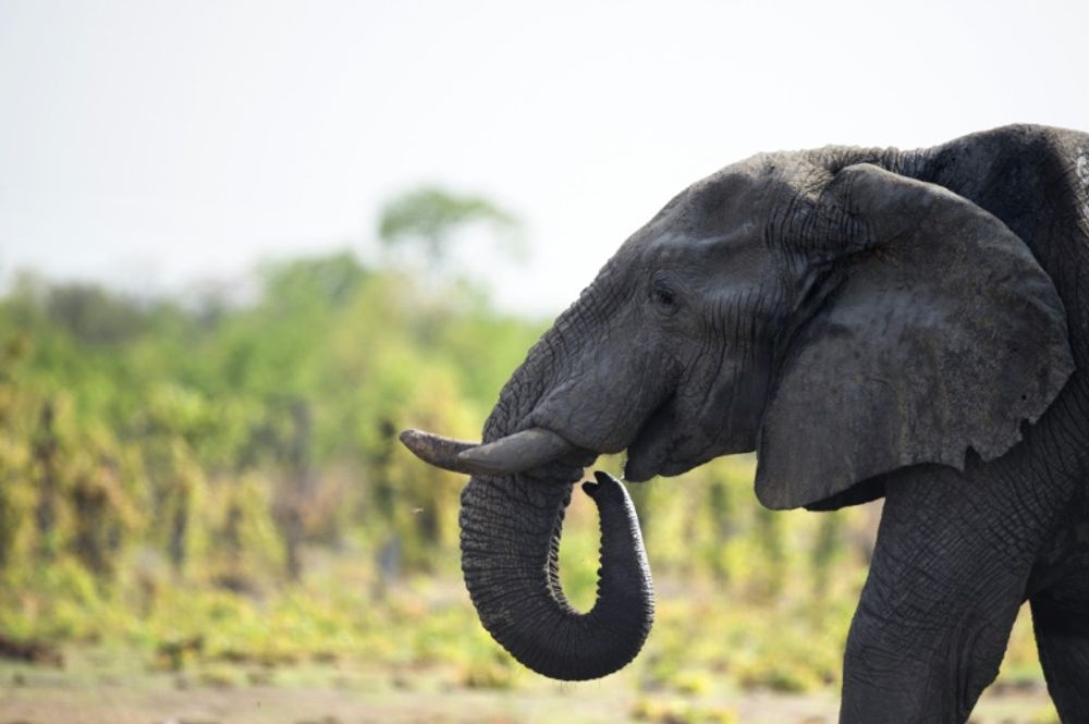 An unnamed German tourist is reported to have paid $60,000 to shoot a male elephant, which was at least 50 years old, on private land near the border with South Africa