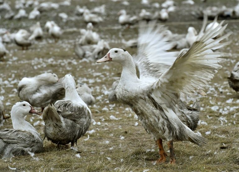 Um epidemiologista alerta que a gripe aviária, que mata as aves de Israel, pode ser transmitida aos humanos