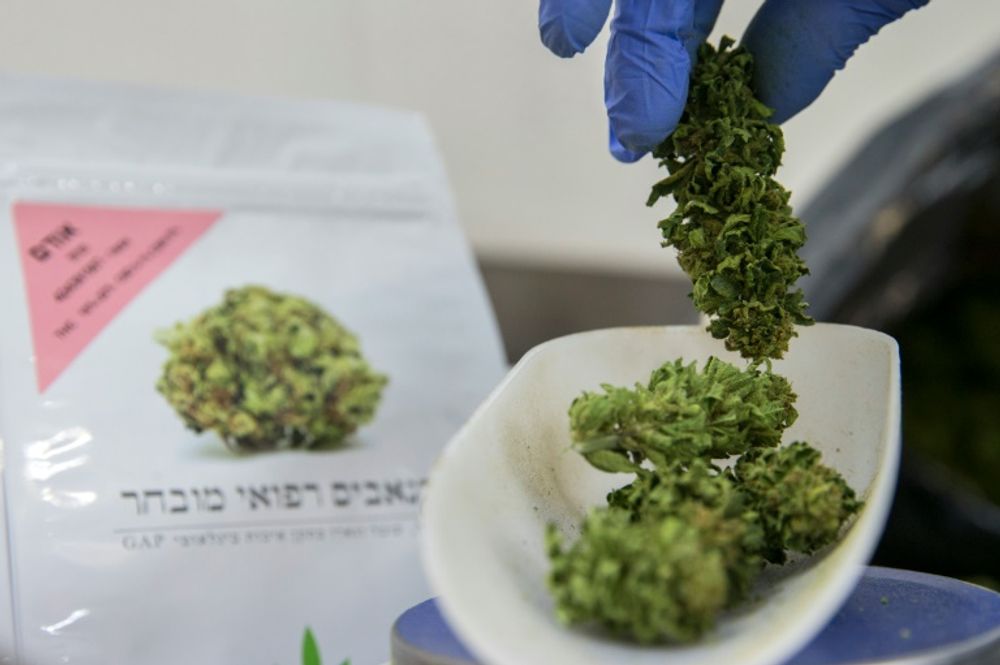 Une employée pèse des plants de cannabis dans l'enceinte de B.O.L (Breath of Life, souffle de vie) Pharma près de Kfar Pines en Israël, le 9 mars 2016