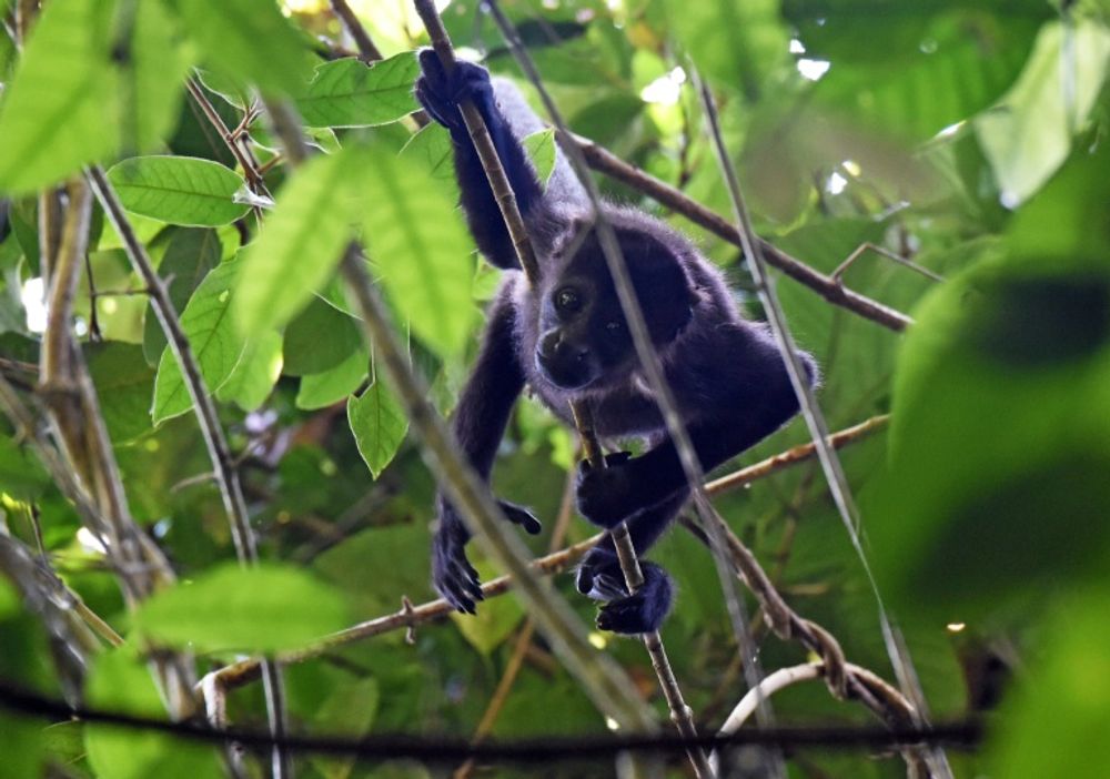 A howler monkey (Alouatta seniculus) is seen on Barro Colorodo island in the Panama Canal on November 23, 2015