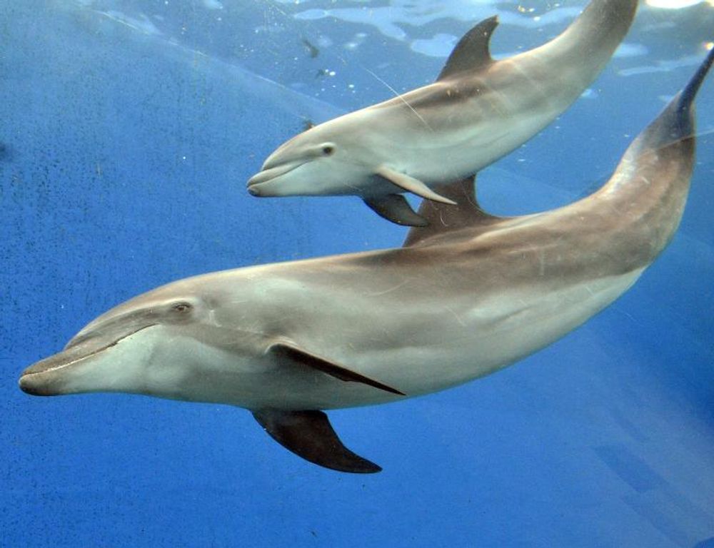 Nearly half the dolphins in Japan's aquariums are caught using a fishing method that sees dozens more slaughtered every year, report says