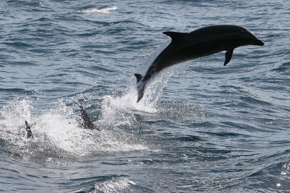 A dolphin cavorting in the Pacific Ocean.