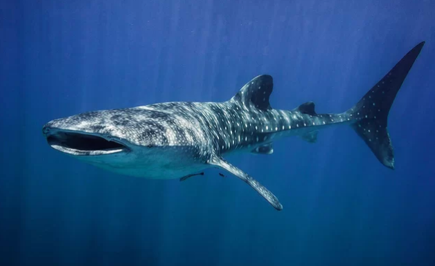 Rencontre avec un requin