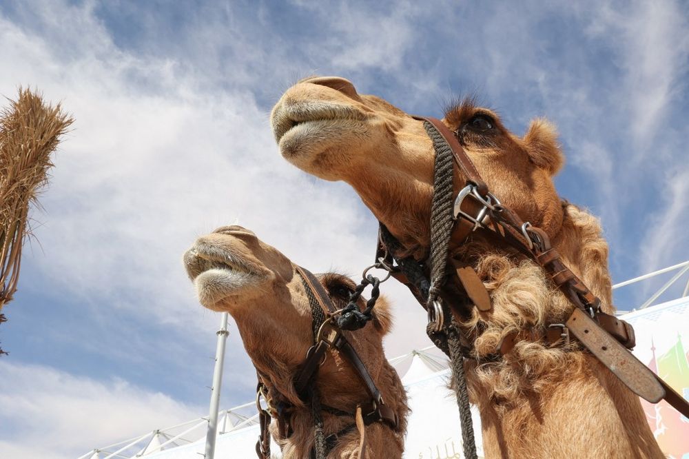 Saudi Arabia Hosts Meeting On Camel Protection - I24NEWS