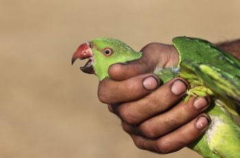 Parakeet, News And Latest Headlines - i24NEWS
