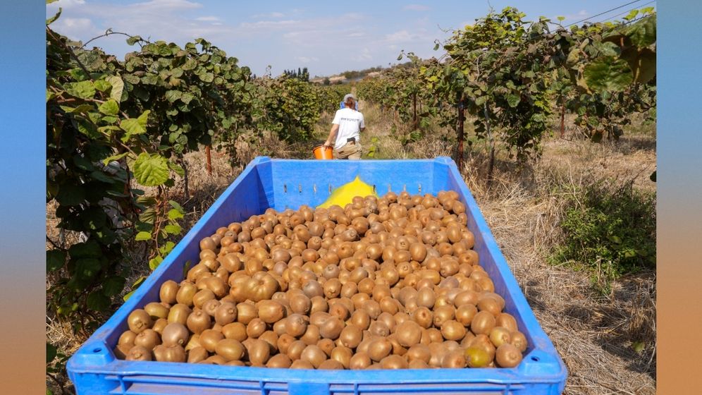 עובדים קוטפים וממיינים קיווי בקיבוץ מלכיה, ארכיון