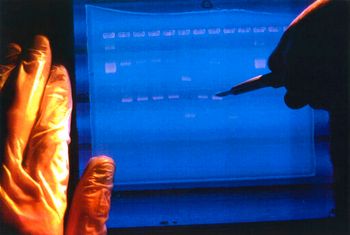 In this undated image, a researcher examines the output from a DNA sequencer.