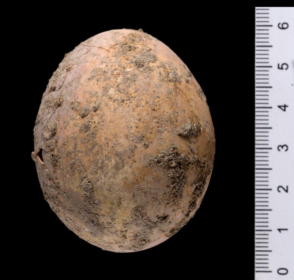 Uma escavação feita pela Autoridade de Antiguidades de Israel em Yavneh revelou um ovo de galinha de 1.000 anos totalmente intacto.