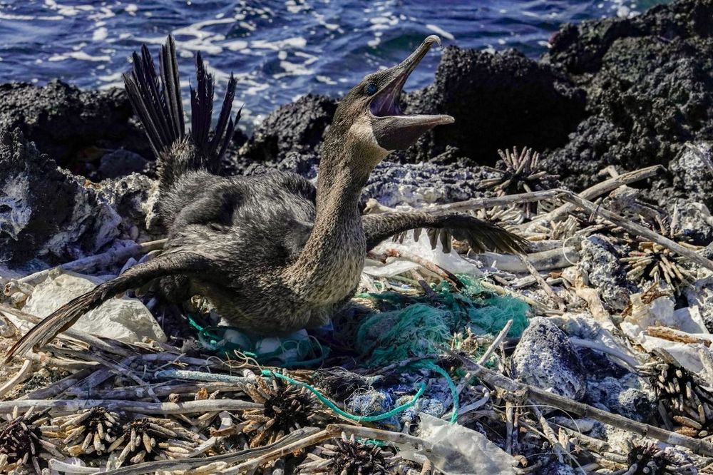 A flightless cormorant sits on her nest, surrounded by garbage in the Pacific Ocean, 600 miles off the coast of Ecuador, on February 21, 2019.