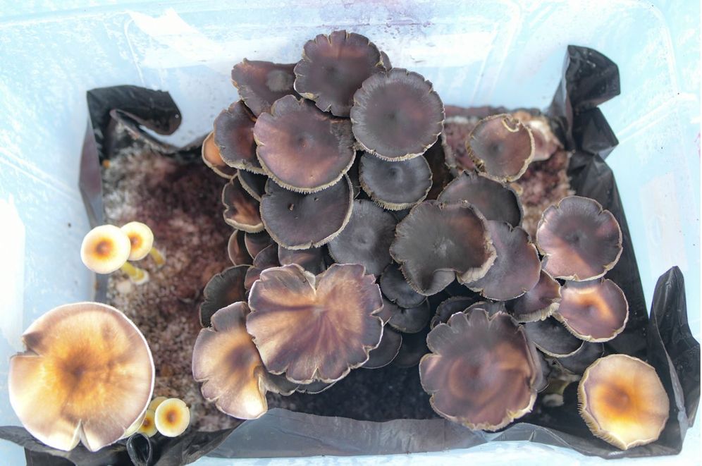 Mushrooms used in a psychedelic-based nasal spray used to treat PTSD