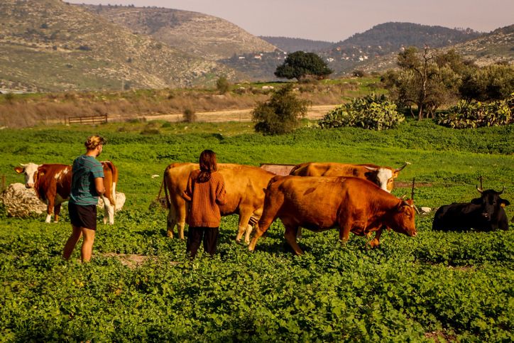 Official PA Mouthpiece Reports On Israel's 'bovine Espionage' Against Palestinians - Vimarsana News