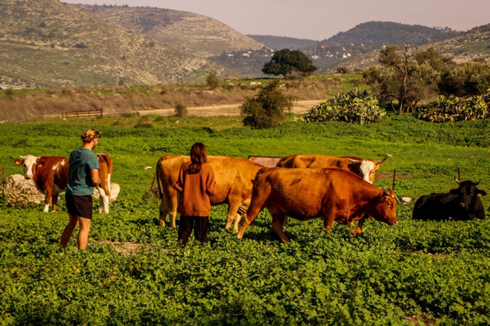 Illustrative photo of cows grazing in a field in Israel.