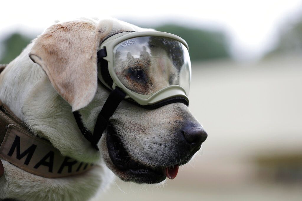 Famous best sale rescue dogs