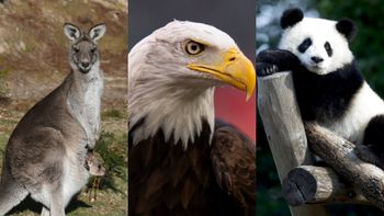 De droite à gauche : un panda géant, un pygargue à tête blanche et un kangourou gris.