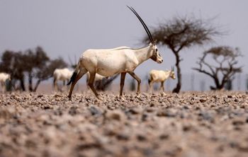 L'oryx d'Arabie (Oryx leucoryx) broute dans la réserve d'al-Wusta du désert omanais