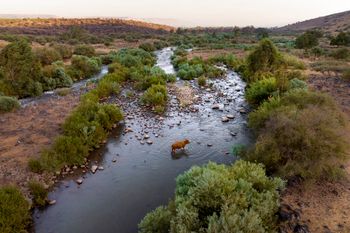 A cow crosses the Jordan River near Kibbutz Karkom in northern Israel on Saturday.