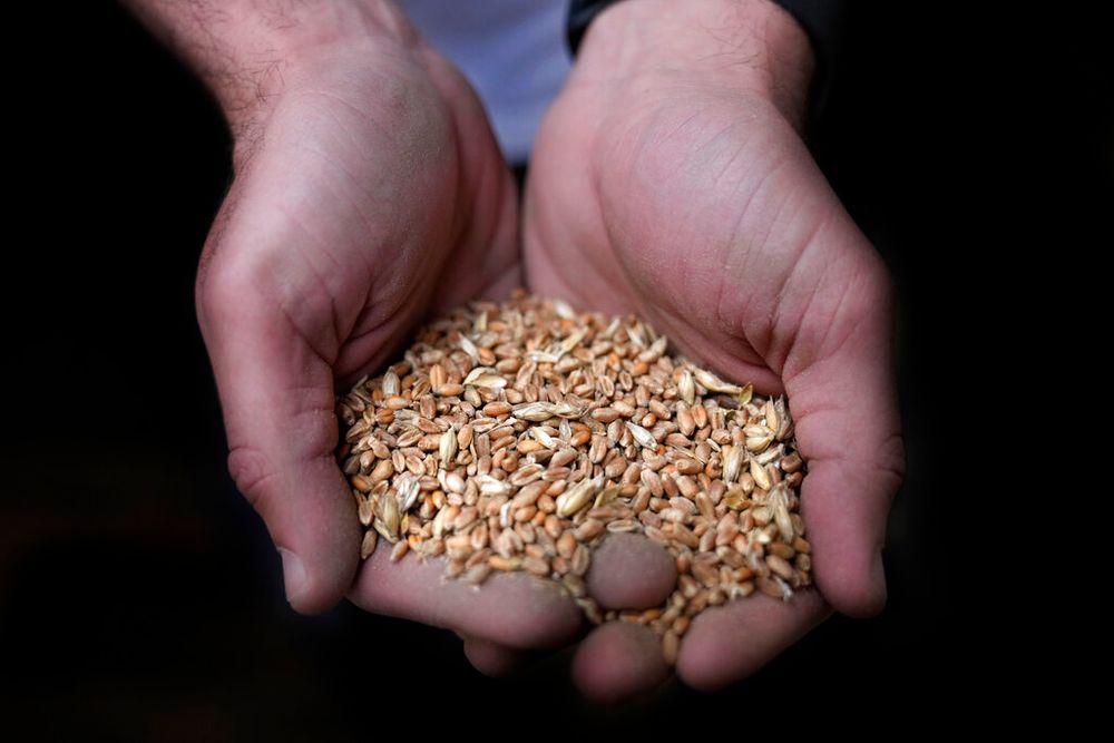 A worker holds a handful of wheat at the Modern Mills of Lebanon, in Beirut, Lebanon, on April 12, 2022.
