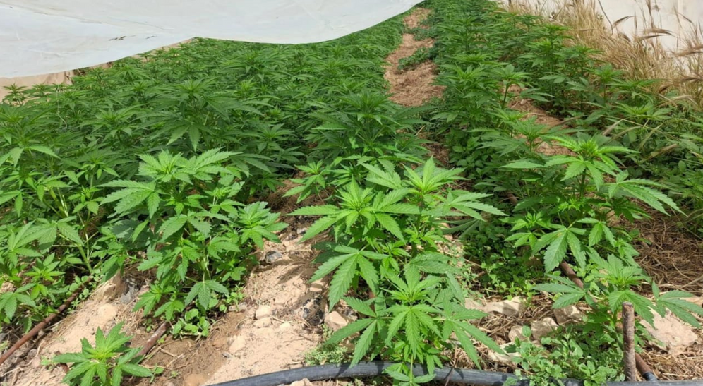 Israel Police Border Police forces located 18 drug greenhouses containing more than 10,000 cannabis plants, May 11, 2026.