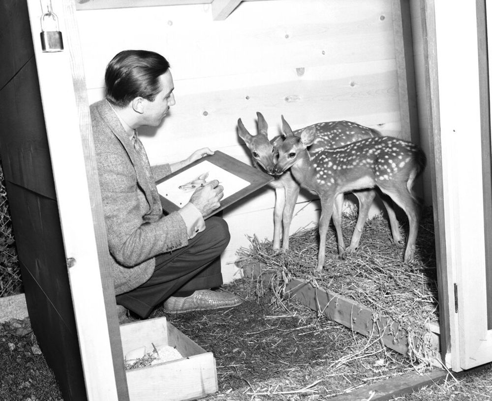 Walt Disney sketches two 12-week-old fawns that acted as the models for the hero and heroine of "Bambi," in Hollywood, California, United States, July 24, 1938.