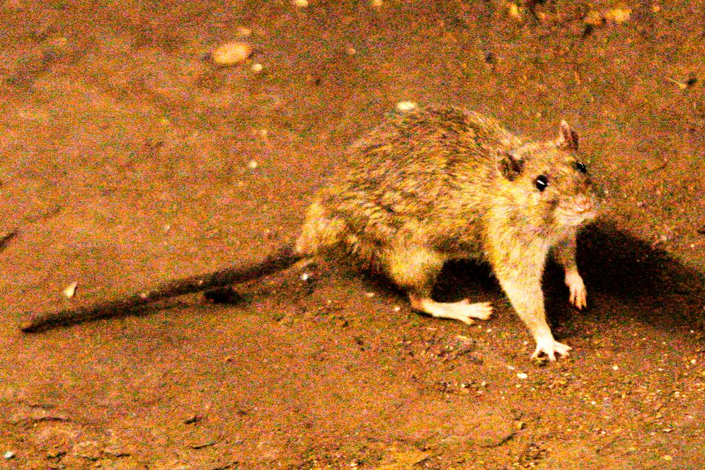 FILE - In this June 15, 2010 file photo, a rat wanders the subway tracks at Union Square in New York
