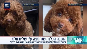 הכלבה ג'רזי לפני ואחרי השבי