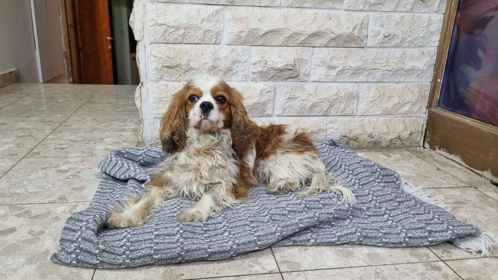 Billy, la chienne de Rachel Danzig, disparue de Nir Oz le 7 octobre 2023, a été ramenée de Gaza par des soldats de Tsahal, le 15.04.25