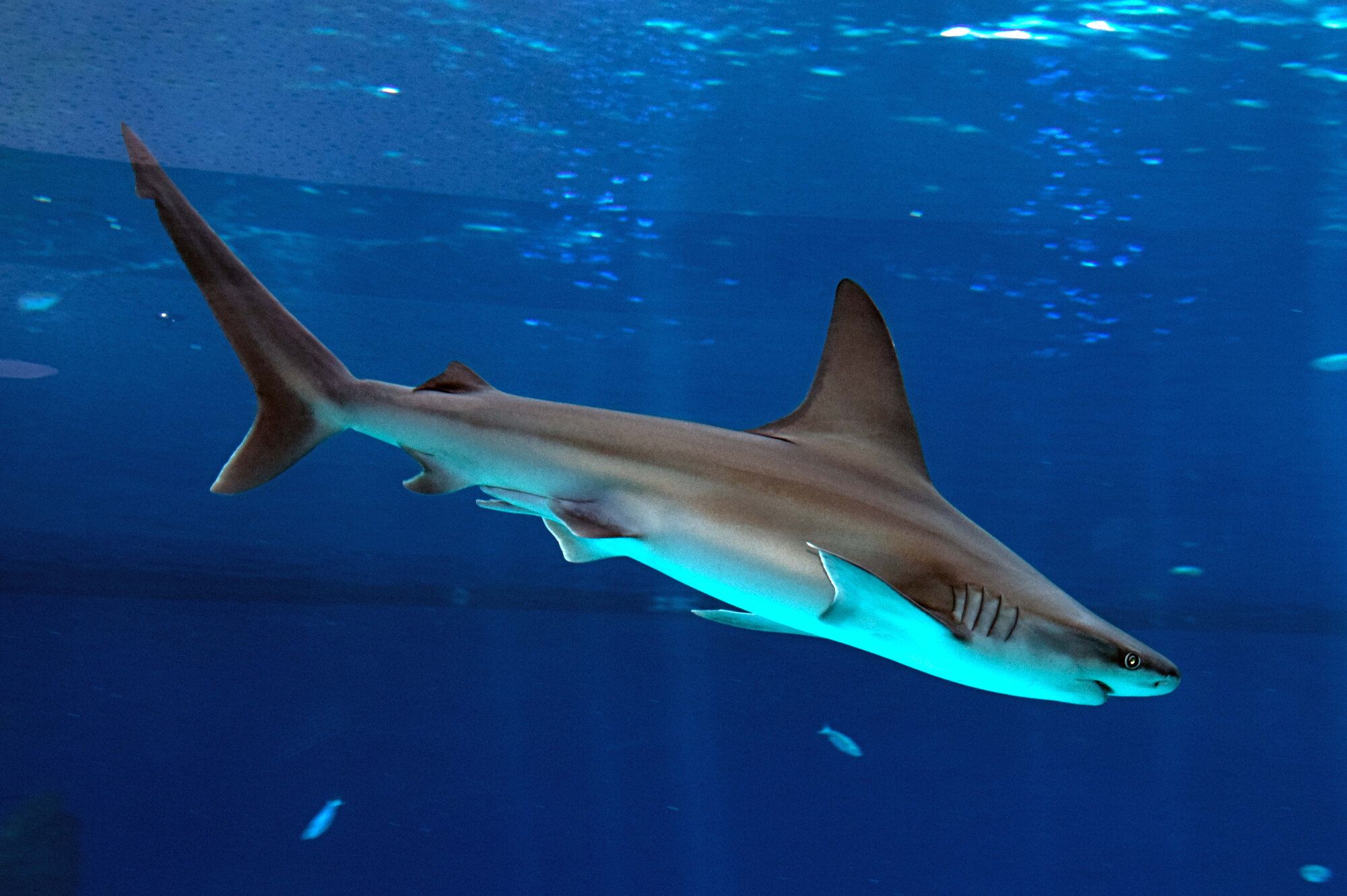Part Of Missing Diver Possibly Found After Shark Attack In Hadera